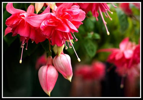 Free Images Nature Blossom Flower Petal Red Botany Pink Flora