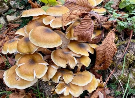 Comment cueillir les champignons en forêt Fédération Française de