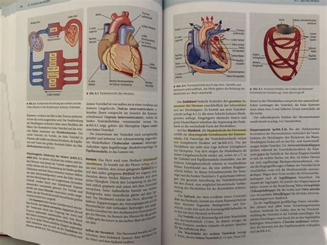 Anatomie Physiologie Pathophysiologie Des Menschen Vaupel Kaufen