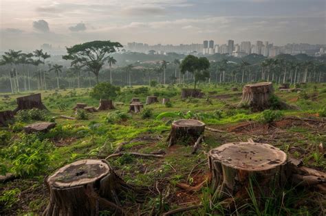 Impact of Urban Expansion Deforestation and Urban Development ...