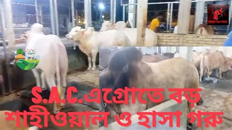 Sacএগ্রোতে বড় শাহীওয়াল ও হাসা গরু Qurbani 2023 কোরবানি ২০২৩