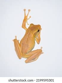 53 Common Indian Tree Frog Images, Stock Photos & Vectors | Shutterstock