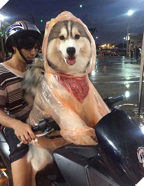 Điểm mặt dàn hot boy hot girl cún cưng khiến dân mạng đứng ngồi không yên