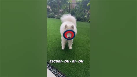 Frisbee Fail With My Dog Youtube