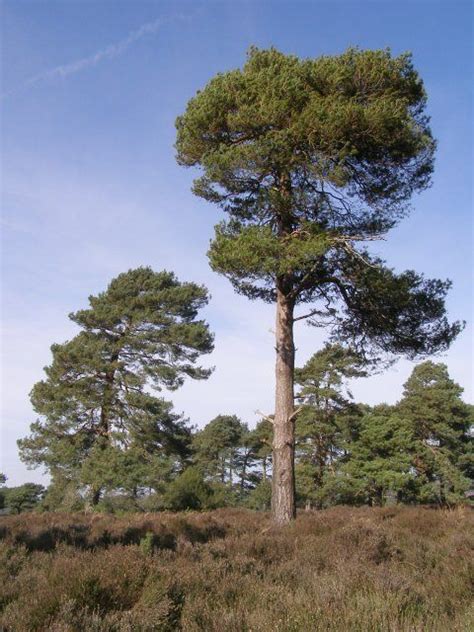 Scots Pine Scotlink