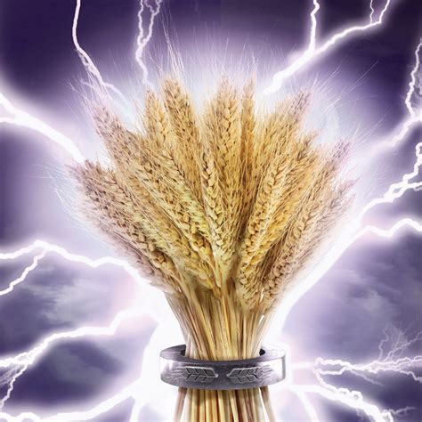 Early wheat seed - VI Shock - limagraincerealseeds - winter / rust ...