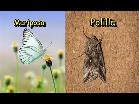 Diferencia Entre Polilla Y Mariposasoluci N