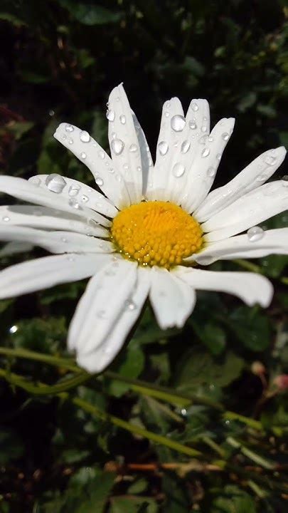 Хрустальная роса. Мелодия из дорамы "Новая жизнь начинается" - YouTube