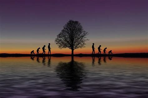 infographic timeline  human evolution