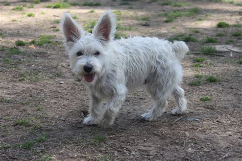 West Highland Terrier Mix 1 by pinkroseart on DeviantArt