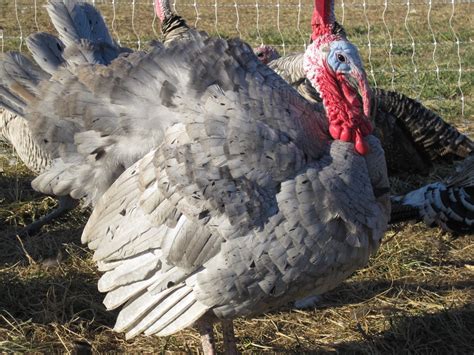 Elmwood Stock Report Organic Heritage Turkeys