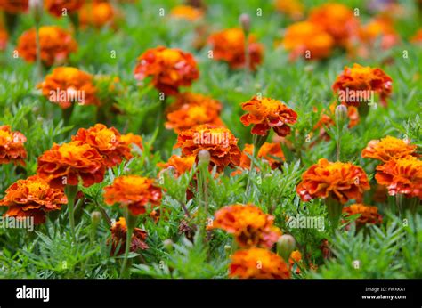 French Marigolds Hi Res Stock Photography And Images Alamy