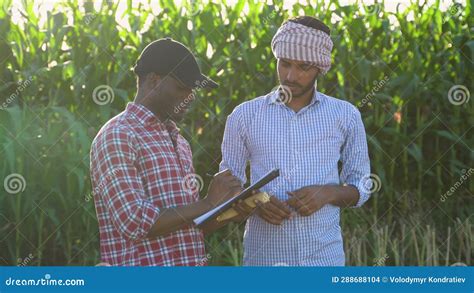 Indian And African Farmers Checking Corn Crops Before Harvest Stock