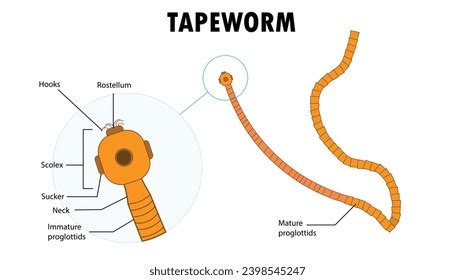 Parts Tapeworm Diagram Illustration Stock Vector (Royalty Free ...