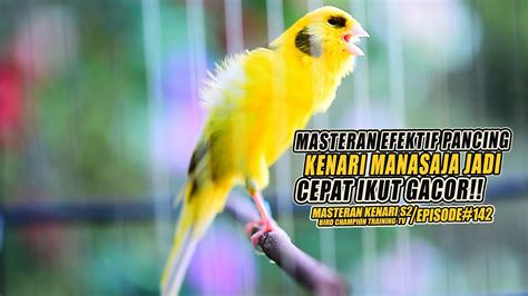 Masteran Suara Burung Kenari Gacor Panjang Cuit Cuit Ngerol Untuk