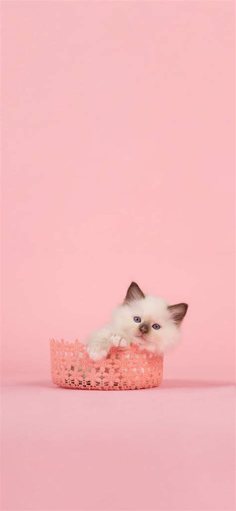 Cute Pink Cat Wallpaper Hd 4k