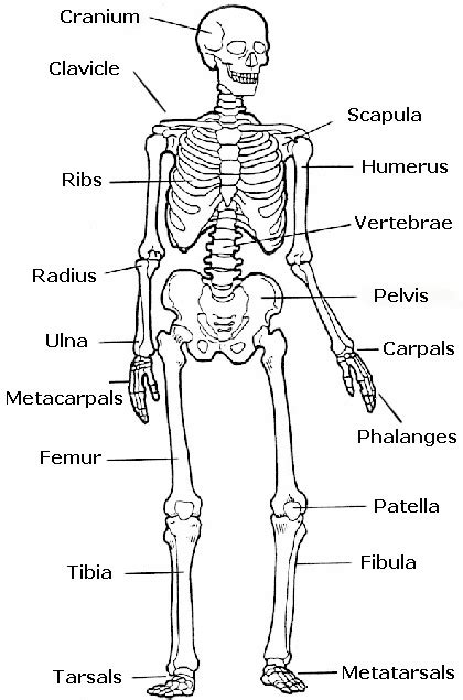 Bones and Muscles Diagram - Mr. Nurse's Healthy Active LivingLDSS