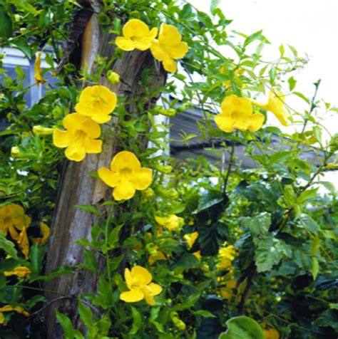 Yellow Trumpet Vine, Macfadyena unguis-cati, Monrovia Plant