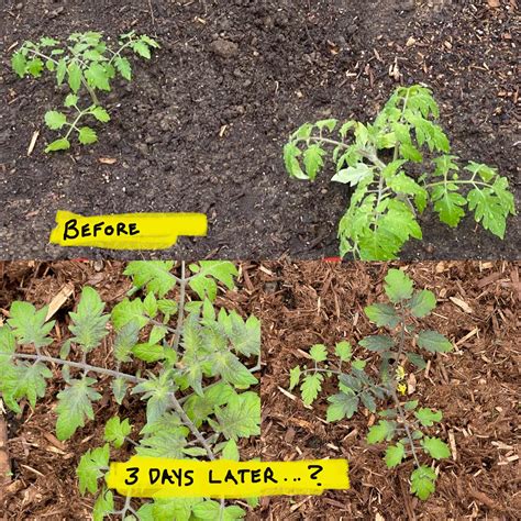 Tomato Leaves