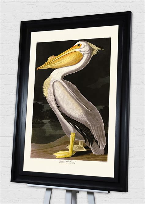 John James Audubon American White Pelican Pre Framed Art Print The