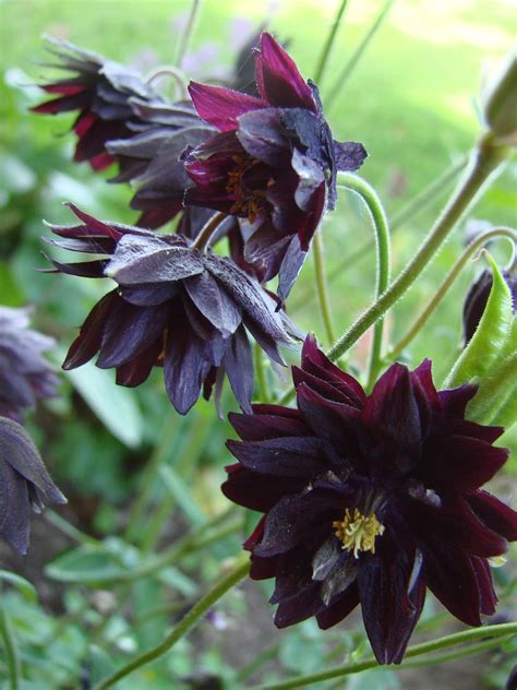 Aquilegia 'Black Barlow' - akelei - Vaste planten | Maréchal | Tulpen ...