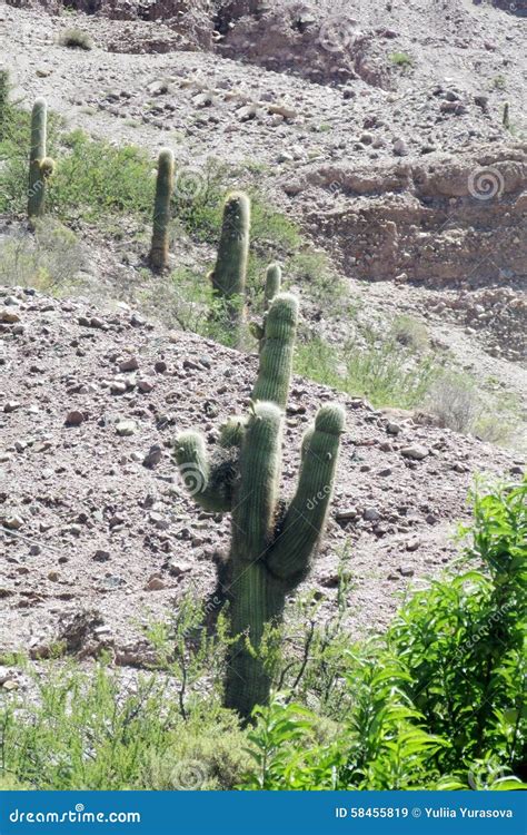 Big Cactus in South America, Cacti, Los Cardones Stock Image - Image of ...