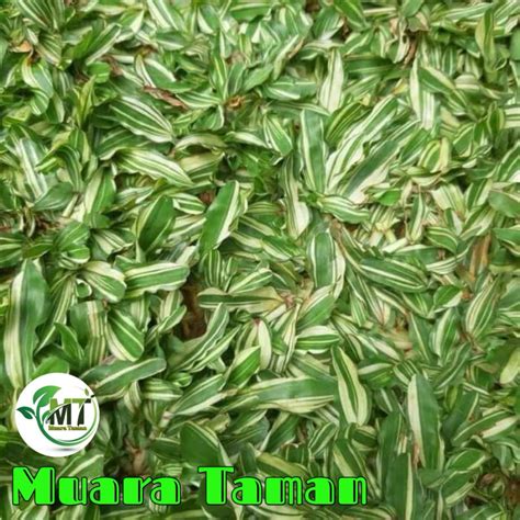 Jual Rumput Gajah Mini Varigata Harga Permeter Sudah Termasuk Jasa