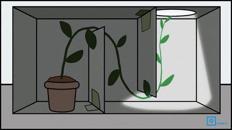 light plant experiment  richard montejano blog