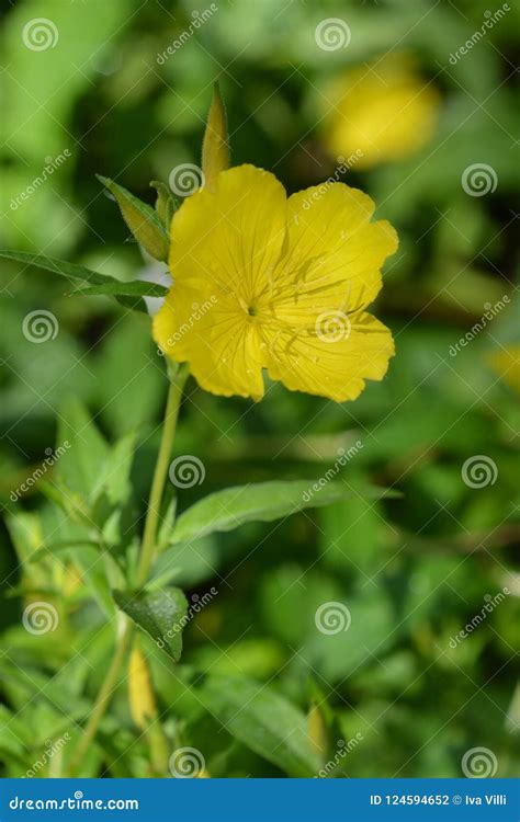 Common Sundrops Stock Photo Image Of Common Botany 124594652