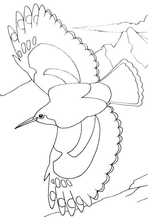 Coloriage Oiseau Dessin Gratuit Imprimer