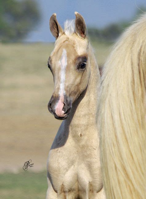 Chocolate Palomino Arabian Mare Says The Pinner Description From