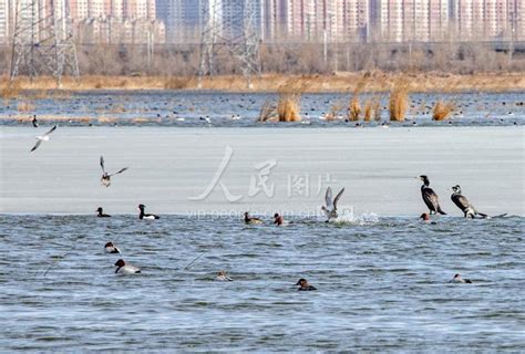 黑龙江大庆：鸟儿回归舞湿地 人民图片网