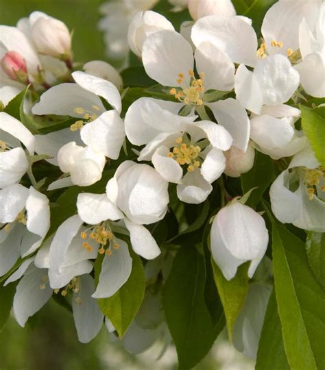 Malus Spring Snow Spring Snow Crabapple From Prides Corner Farms