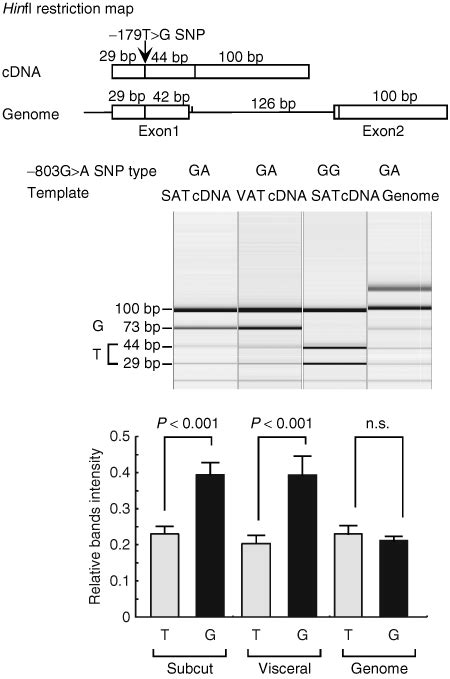 Regulatory Snp In The Rbp4 Gene Modified The Expression In Adipocytes