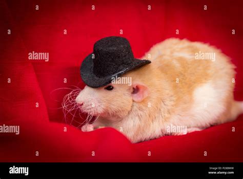 Fancy Fawn Colored Dumbo Eared Pet Rat Wearing Top Hat Stock Photo Alamy