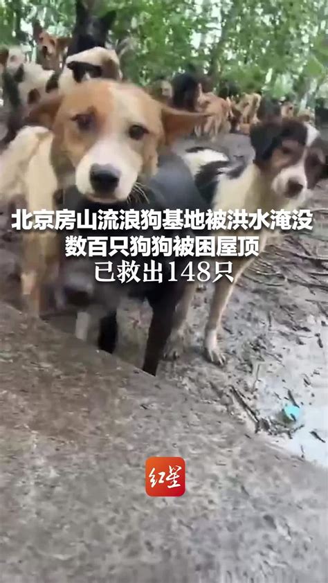 北京房山流浪狗基地被洪水淹没 数百只狗狗被困屋顶 已救出148只凤凰网视频凤凰网