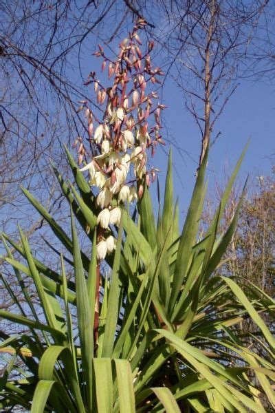 Survivaltek - Edible - Yucca | Yucca, Edible, Plants