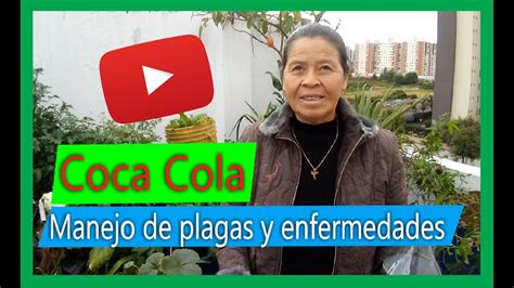 C Mo Preparar Un Insecticida Casero Para Plantas Con Coca Cola Te