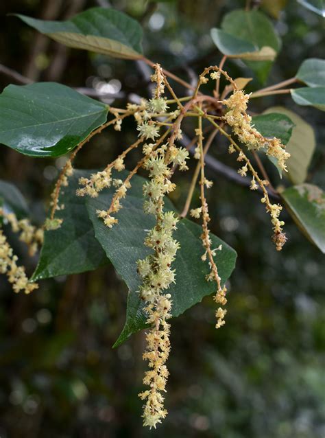 Mallotus Paniculatus Copperlode Dam Near Cairns Qld Flickr