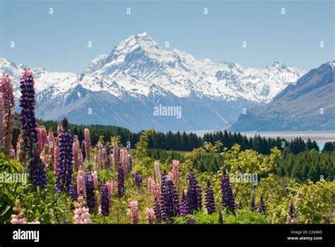 Lupins Mount Cook Lake Pukaki Hi Res Stock Photography And Images Alamy