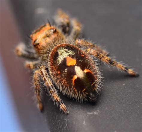 id/sex? arkansas : r/jumpingspiders