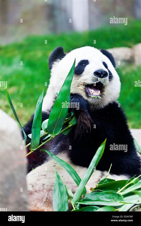 Panda gigante comiendo bambú Fotografía de stock - Alamy