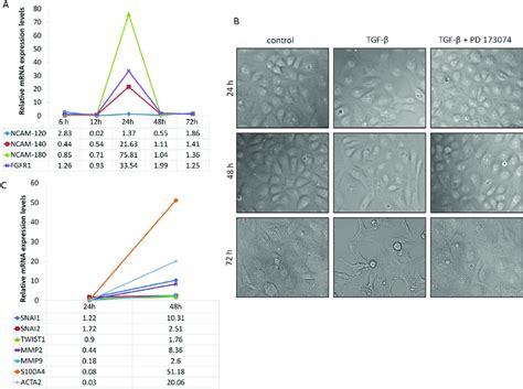 Time Dependent Morphological And Molecular Changes Upon Tgf