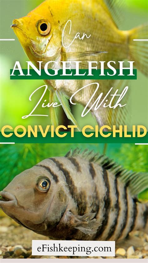 can angelfish live with convict cichlids Cichlid Fish, Cichlids, Angel ...