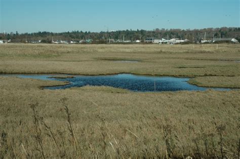 Lummi Nation: Reservation Wetland Inventory – NW Ecological Services