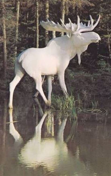 20 Rare Albino Animals You Probably Have Never Seen Before Bemethis