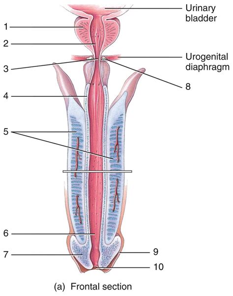 Lab Diagram Quizlet