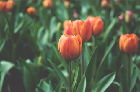 Wallpaper Depth Of Field Flowers Plants Tulips Flower Tulip