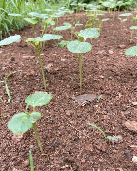 Okra Is Ready - Daybook Blog