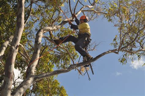 How To Cut Tree: Tree Cutting Techniques & Tips